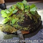 ecoturtle.jpg