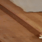 ei_ollu_tonnikalaa.gif