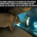 elephant_visiting_a_sea_lion.jpg