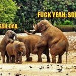 elephants_fuck_yeah.jpg