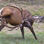 elk.jpg