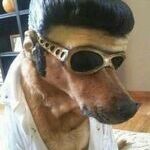elvisdoge.jpg