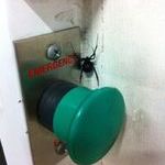 emergency_spider.jpg