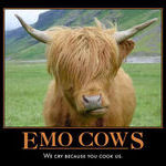 emo_cows.jpg