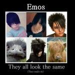 emos.jpg