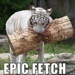 epic_fetch_cat.jpg