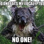 eucalyptus2.jpg