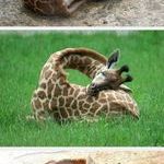 ever_seen_a_giraffe_sleeping.jpg