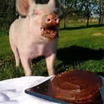 everybody_likes_chocolate_cake.jpg
