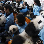 everybody_loves_free_panda_day_at_the_ball_park.jpg
