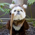 ewok_canine.jpg
