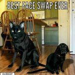 faceswap23.jpg