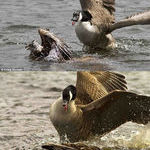 falcon_vs_goose.jpg