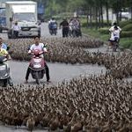 farmers_herd_a_flock_of_ducks_along_a_street_towards_a_pond_as_residents_drive_next_to_them_in_taizhou_china.jpg
