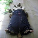 fat_cat_in_pants.jpg
