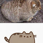fat_cat_real_pusheen.jpg