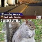 fat_squirrel2.jpg