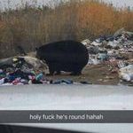 fatbear.jpg