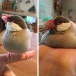 fatbird.jpg