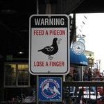 feed_pigeon_warning.jpg