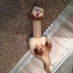 ferret_trapped_in_a_toilet_paper_roll.jpg