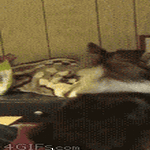 fiksu_saa_enemman.gif