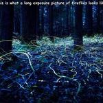 fireflies.jpg