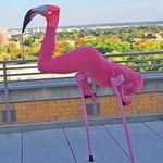 flamingo4.jpg