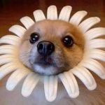 flowerdoge.jpg