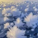 flowers4.jpg
