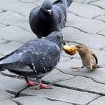 food_fight_birds.jpg