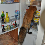 fox_in_the_fridge.jpg