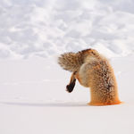 fox_snow.jpg