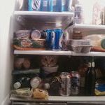 fridge_contents_cat.jpg