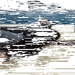 funny_dolphin.gif