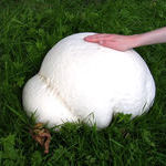 giant_puffball_mushroom.jpg