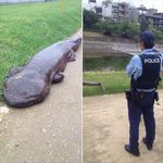 giant_salamander.jpg