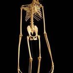gibbon_skeleton.jpg