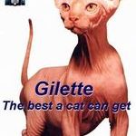 gilette_cat.jpg