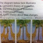 giraffes_theory.jpg