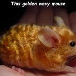 golden_mouse.jpg