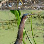 green_heron.jpg