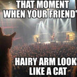 hairy_cat.jpg