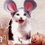 halloween_cat2.jpg