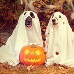 halloweendogs.jpg