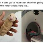 hamsteri_putkeen.jpg