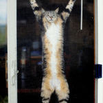 hanging_cat.jpg