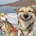 happy_dog.jpg