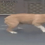 happy_dog2.gif