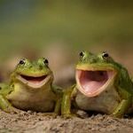 happy_frogs.jpg